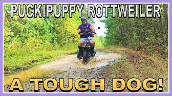 <p><strong>The Puckipuppy Rottweiler is a Stable and Waterproof Electric Trike! Live Electric Life!</strong></p>